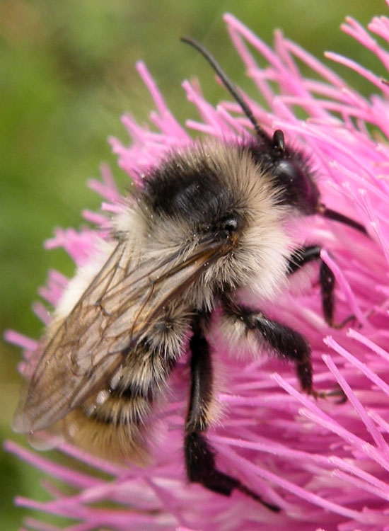 Bombus tipo cromatico mesomelas